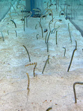 すみだ水族館に投稿された画像（2022/7/23）