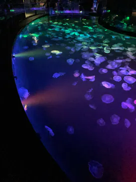 すみだ水族館に投稿された画像（2022/7/23）