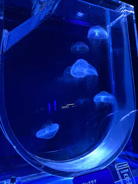 すみだ水族館に投稿された画像（2022/7/23）