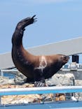 大分マリーンパレス水族館 「うみたまご」に投稿された画像（2022/7/23）