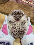 原宿かわいい動物園に投稿された画像（2022/7/23）