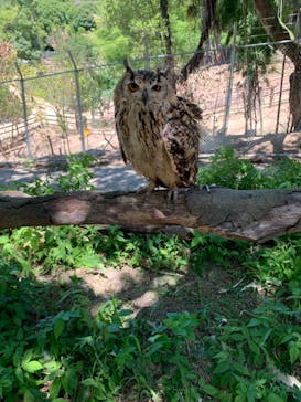 しろとり動物園に投稿された画像（2022/7/23）