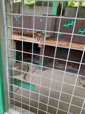 しろとり動物園に投稿された画像（2022/7/23）