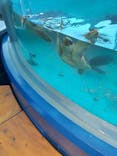 串本海中公園水族館に投稿された画像（2022/7/23）