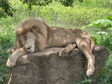 秋吉台自然動物公園 サファリランドに投稿された画像（2022/7/23）