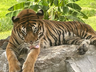 秋吉台自然動物公園 サファリランドに投稿された画像（2022/7/23）