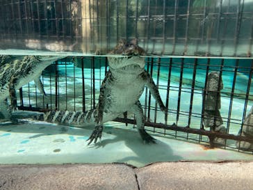 熱川バナナワニ園に投稿された画像（2022/7/23）