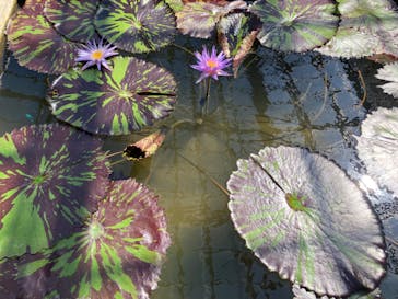 熱川バナナワニ園に投稿された画像（2022/7/23）