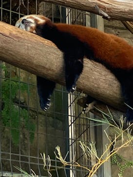 熱川バナナワニ園に投稿された画像（2022/7/23）