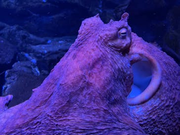 上越市立水族博物館 うみがたりに投稿された画像（2022/7/23）