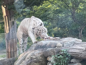 群馬サファリパークに投稿された画像（2022/7/23）