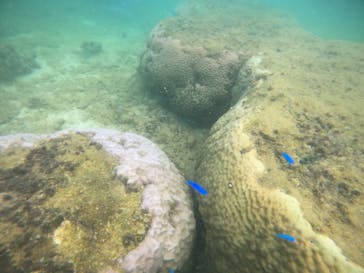 武藤潜水に投稿された画像（2022/7/23）