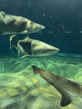 アクアワールド茨城県大洗水族館に投稿された画像（2022/7/23）