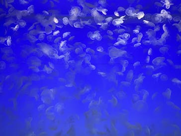 アクアワールド茨城県大洗水族館に投稿された画像（2022/7/23）