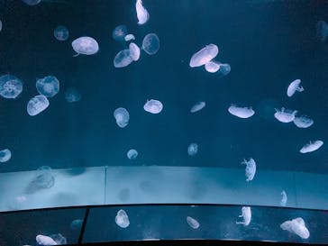 サンシャイン水族館に投稿された画像（2022/7/23）