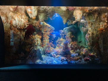 サンシャイン水族館に投稿された画像（2022/7/23）