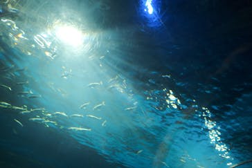 島根県立 しまね海洋館に投稿された画像（2022/7/23）