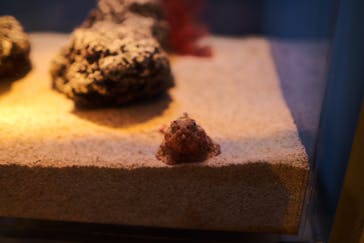 島根県立 しまね海洋館に投稿された画像（2022/7/23）