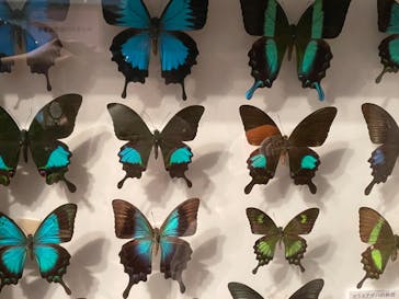 体感するファーブル昆虫展 NAGOYAに投稿された画像（2022/7/23）