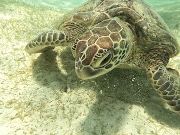 宮古島 ADVENTURE PiPi（ミヤコジマ アドベンチャー ピピ）に投稿された画像（2022/7/23）