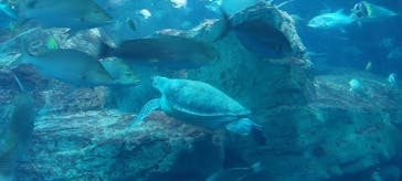 大分マリーンパレス水族館 「うみたまご」に投稿された画像（2022/7/23）