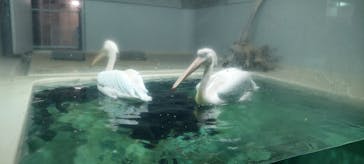 大分マリーンパレス水族館 「うみたまご」に投稿された画像（2022/7/23）