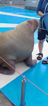 大分マリーンパレス水族館 「うみたまご」に投稿された画像（2022/7/23）