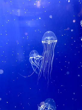 新江ノ島水族館に投稿された画像（2022/7/23）