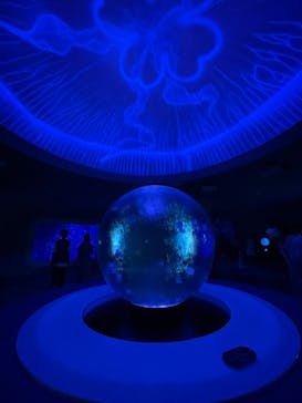 新江ノ島水族館に投稿された画像（2022/7/23）