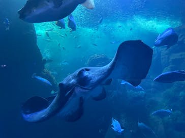 新江ノ島水族館に投稿された画像（2022/7/23）