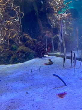 名古屋港水族館に投稿された画像（2022/7/23）