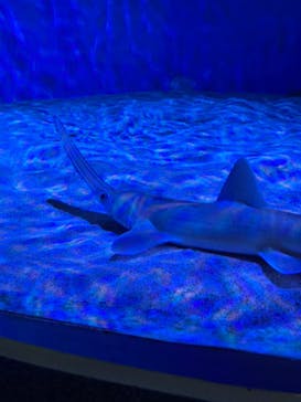 名古屋港水族館に投稿された画像（2022/7/23）