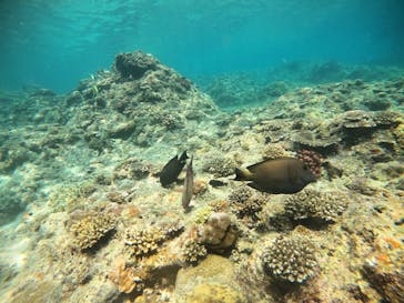 武藤潜水に投稿された画像（2022/7/24）