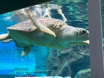 名古屋港水族館に投稿された画像（2022/7/24）