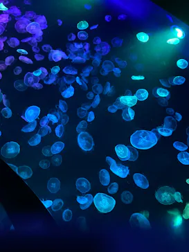 すみだ水族館に投稿された画像（2022/7/24）