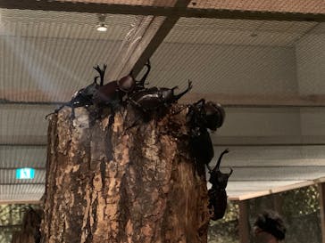 体感するファーブル昆虫展 NAGOYAに投稿された画像（2022/7/24）