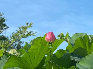 三溪園に投稿された画像（2022/7/24）