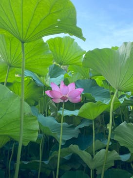 三溪園に投稿された画像（2022/7/24）