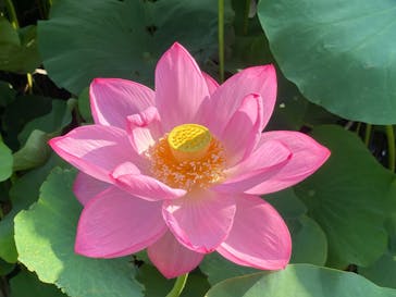 三溪園に投稿された画像（2022/7/24）