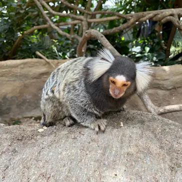 神戸どうぶつ王国に投稿された画像（2022/7/24）