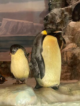 名古屋港水族館に投稿された画像（2022/7/24）