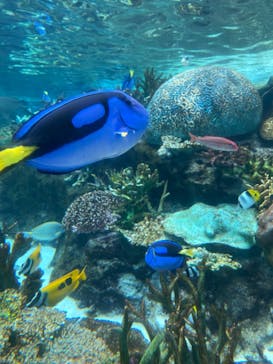 名古屋港水族館に投稿された画像（2022/7/24）