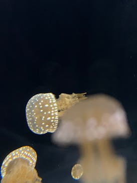 新江ノ島水族館に投稿された画像（2022/7/24）