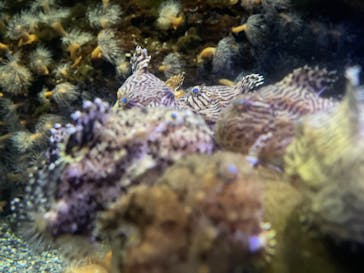 新江ノ島水族館に投稿された画像（2022/7/24）