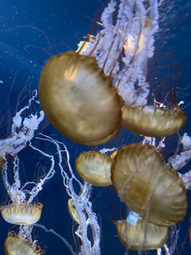 新江ノ島水族館に投稿された画像（2022/7/24）