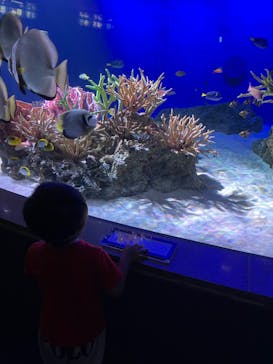 新江ノ島水族館に投稿された画像（2022/7/24）