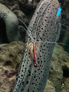 串本海中公園水族館に投稿された画像（2022/7/24）