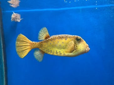 串本海中公園水族館に投稿された画像（2022/7/24）