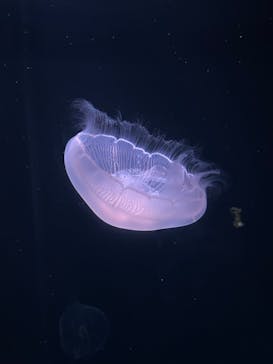 サンシャイン水族館に投稿された画像（2022/7/24）