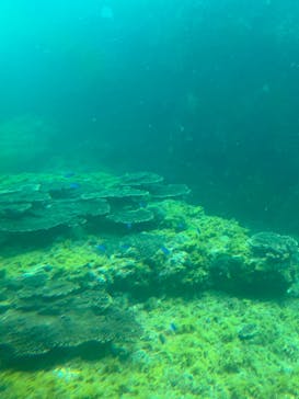 串本海中公園水族館に投稿された画像（2022/7/24）